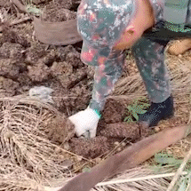 Filhotes de papagaio caem do ninho e s&atilde;o resgatados em terreno da Capital