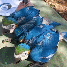 Ventos fortes derrubam 15 ninhos de araras com ovos e filhotes em Campo Grande