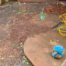 Creche clandestina volta a operar e mulher admite cobrar R$ 400 por crian&ccedil;a