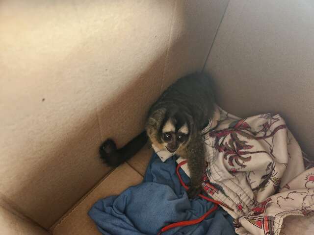 Macaco-da-noite &eacute; resgatado ap&oacute;s subir em poste e levar choque el&eacute;trico