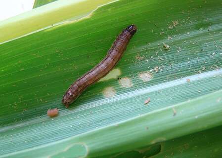 Pesquisa desvenda &ldquo;di&aacute;logo qu&iacute;mico&rdquo; entre o milho e a lagarta-do-cartucho