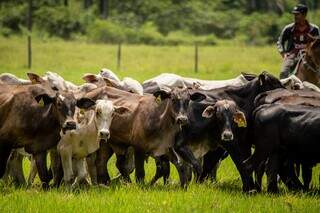 Agro perde espa&ccedil;o no mercado de trabalho e servi&ccedil;os assumem lideran&ccedil;a no Pa&iacute;s