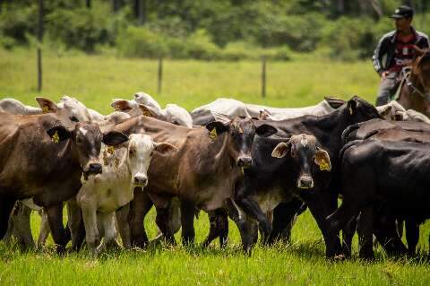 Agro perde espa&ccedil;o no mercado de trabalho e servi&ccedil;os assumem lideran&ccedil;a no Pa&iacute;s