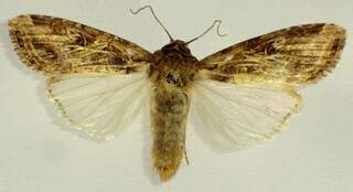 Pesquisa desvenda “diálogo químico” entre o milho e a lagarta-do-cartucho Pesquisa desvenda “diálogo químico” entre o milho e a lagarta-do-cartucho