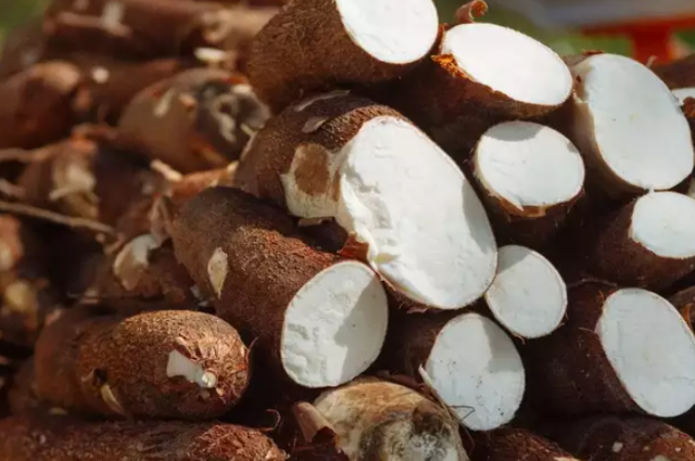 Mandioca lidera vendas regionais, seguida por laranja e ovos