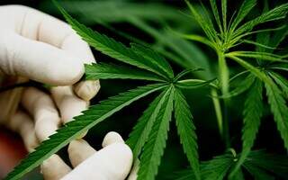 Anvisa autoriza Embrapa a iniciar pesquisas controladas com cultivo de Cannabis