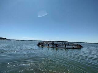 Classificação da tilápia como invasora pressiona controle da aquicultura em MS Classificação da tilápia como invasora pressiona controle da aquicultura em MS