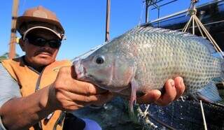 Projeto cria sanções para comércio que vender tilápia sem documentação em MS Projeto cria sanções para comércio que vender tilápia sem documentação em MS