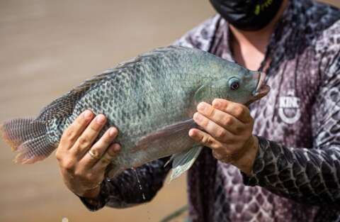 Classifica&ccedil;&atilde;o da til&aacute;pia como invasora pressiona controle da aquicultura em MS
