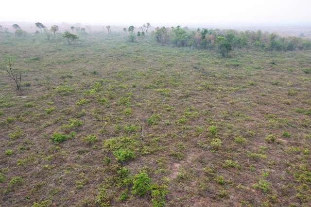 Fazendeiro desmata 779 hectares do Cerrado e &eacute; multado em R$ 290 mil
