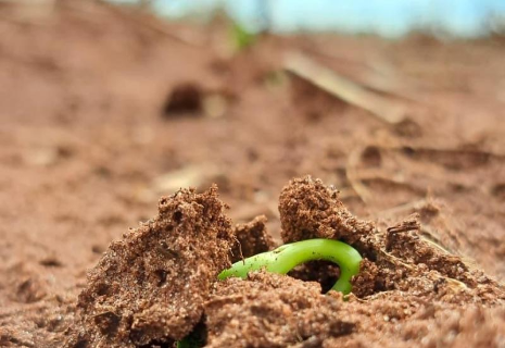 Plantio da soja avan&ccedil;a para 92% em MS e boletim aponta risco clim&aacute;tico