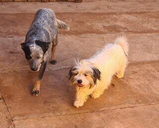 Tutor busca por Fulige, c&atilde;o da ra&ccedil;a blue heeler sumido no Los Angeles