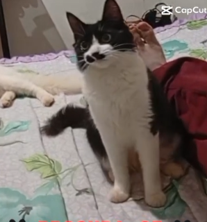 Estudante procura por gata que sumiu no Santa Em&iacute;lia