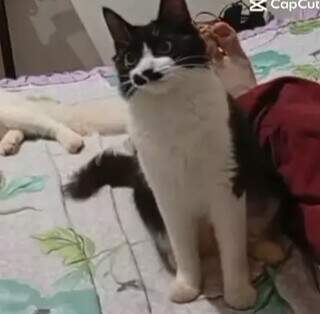 Estudante procura por gata que sumiu no Santa Em&iacute;lia