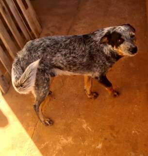 Tutor busca por Fulige, c&atilde;o da ra&ccedil;a blue heeler sumido no Los Angeles