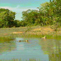 Fam&iacute;lia de on&ccedil;as mergulha em a&ccedil;ude para fugir do calor de 35&deg;C no Pantanal