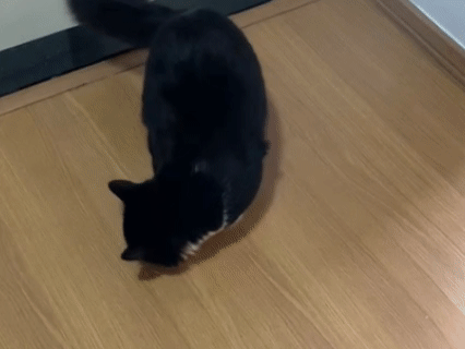 Por que seu gato “surta” com água sanitária e quando isso vira perigo