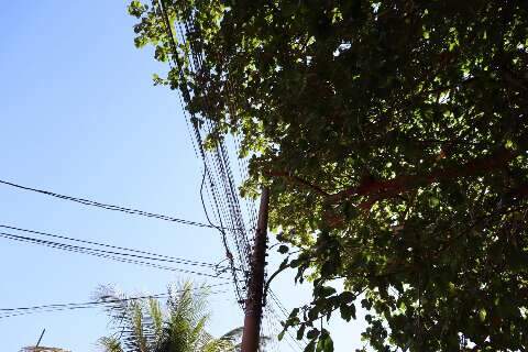 Galho de jatob&aacute; cai e deixa rua sem luz por horas no Recanto dos P&aacute;ssaros