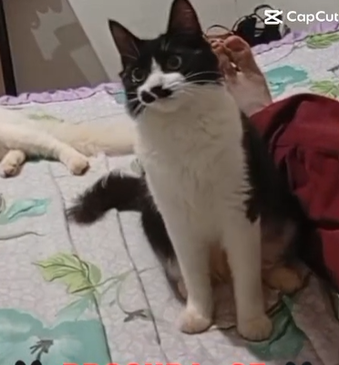 Estudante procura por gata que sumiu no Santa Em&iacute;lia