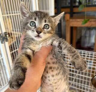 Feira de ado&ccedil;&atilde;o busca novos lares para 20 gatos resgatados 