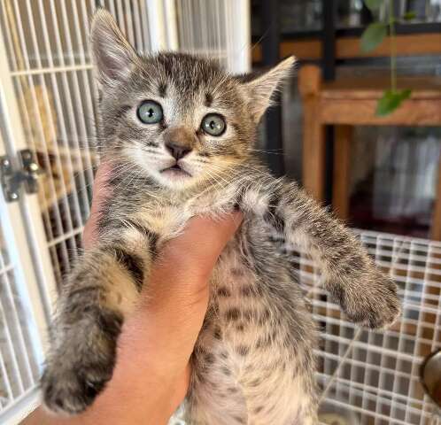 Feira de ado&ccedil;&atilde;o busca novos lares para 20 gatos resgatados 