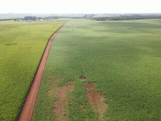 Famasul defende marco regulat&oacute;rio mais &aacute;gil para controle do javali em MS