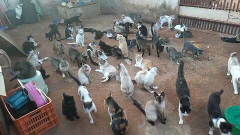 Abrigo com 256 animais fica sem luz e teme corte de &aacute;gua na Capital