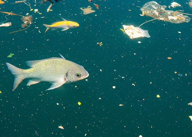 Aquecimento da &aacute;gua turbina veneno dos micropl&aacute;sticos em peixes, mostra pesquisa