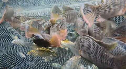 ICMBio identifica til&aacute;pia invasora em 3 unidades de conserva&ccedil;&atilde;o do Estado