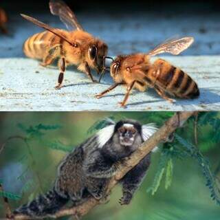 ICMBio identifica til&aacute;pia invasora em 3 unidades de conserva&ccedil;&atilde;o do Estado