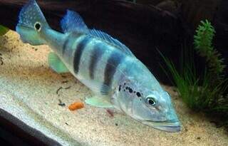 ICMBio identifica til&aacute;pia invasora em 3 unidades de conserva&ccedil;&atilde;o do Estado