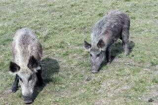 Famasul defende marco regulat&oacute;rio mais &aacute;gil para controle do javali em MS