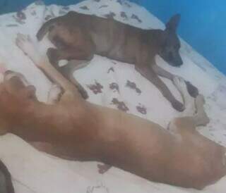 Ap&oacute;s reportagem, protetora resgata 2 c&atilde;es e pede ajuda para tratamento