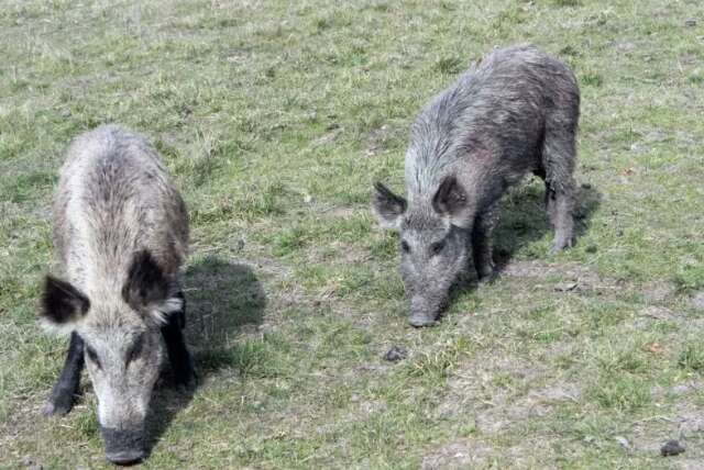 Famasul defende marco regulat&oacute;rio mais &aacute;gil para controle do javali em MS