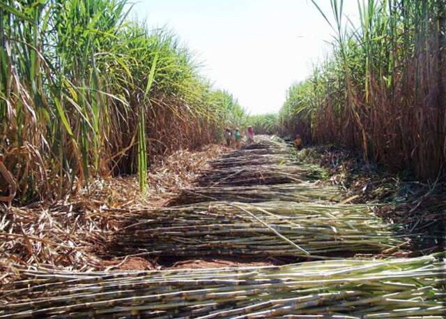 Tecnologias podem zerar carbono do etanol brasileiro, aponta estudo