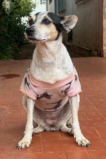 Viu a Lindinha? Cadelinha desapareceu na regi&atilde;o do Planalto e Cabre&uacute;va