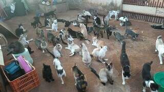 Abrigo com 256 animais fica sem luz e teme corte de &aacute;gua na Capital