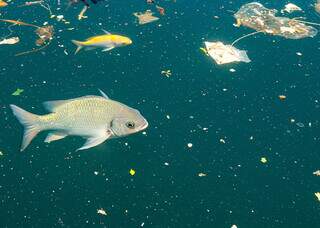Aquecimento da &aacute;gua turbina veneno dos micropl&aacute;sticos em peixes, mostra pesquisa