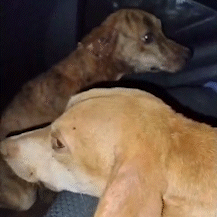 Ap&oacute;s reportagem, protetora resgata 2 c&atilde;es e pede ajuda para tratamento