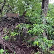 Trio de on&ccedil;as e instala&ccedil;&atilde;o de cercas em rodovia s&atilde;o destaques da semana