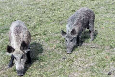 Famasul defende marco regulat&oacute;rio mais &aacute;gil para controle do javali em MS
