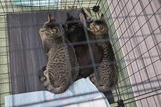 Feira de adoção busca tutores responsáveis para gatos resgatados Feira de adoção busca tutores responsáveis para gatos resgatados