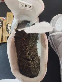 Mulher &eacute; presa ao tentar entrar em pres&iacute;dio com droga no t&ecirc;nis que usava