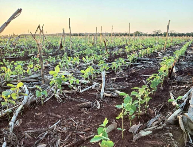 MS tem 20% das lavouras de soja em condição abaixo do esperado