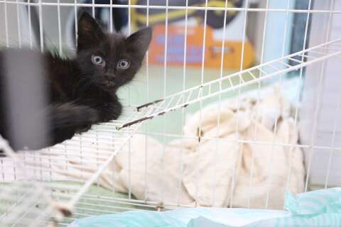 Feira de ado&ccedil;&atilde;o busca tutores respons&aacute;veis para gatos resgatados