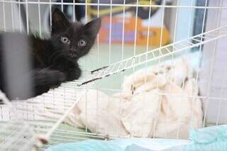 Feira de adoção busca tutores responsáveis para gatos resgatados Feira de adoção busca tutores responsáveis para gatos resgatados