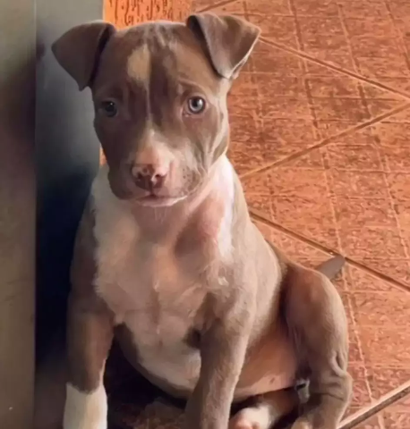 Viu a Zara? Filhote de pitbull desaparece na regi&atilde;o do Aero Rancho