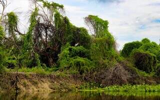 Bate-volta tem on&ccedil;a, ariranha e muita natureza em 3h no Salobra