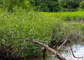 Bate-volta tem on&ccedil;a, ariranha e muita natureza em 3h no Salobra