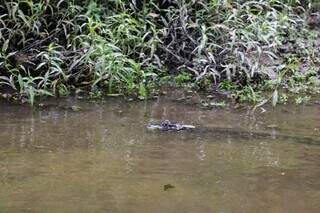 Bate-volta tem on&ccedil;a, ariranha e muita natureza em 3h no Salobra